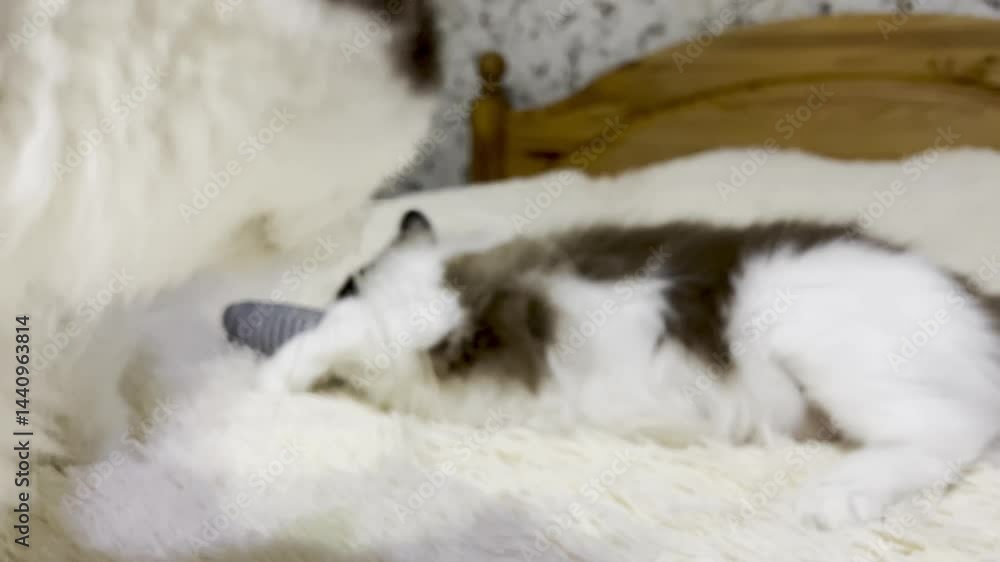 fluffy ragdoll cat on bed on beige blanket plays with catnip fish bites and tears toy fluffy ragdoll cat on bed on beige blanket plays with catnip fish bites and tears toy