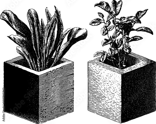 Vintage botanical cubes: engraved plant illustrations for art and design