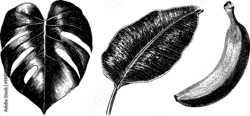 Engraved botanical illustrations of palm leaf and monstera for nature design