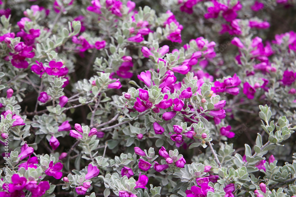Obraz premium Leucophyllum frutescens plant in the garden