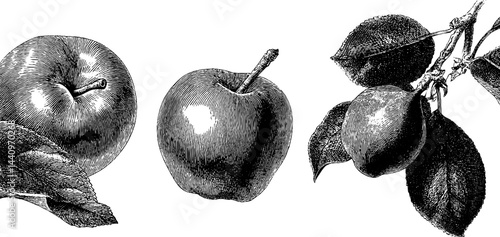 Intricate engraved illustration of rose apple and java apple fruits