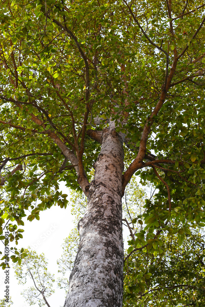 Obraz premium Looking up from down tree, Dipterocarpus tree, Big tree in Vietnam