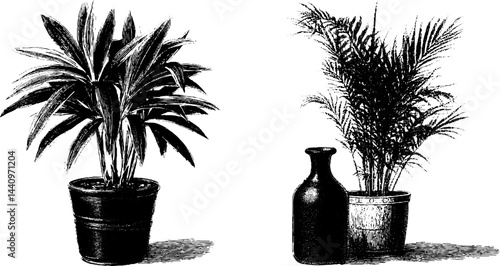 Vintage botanical engraving of ti plant and areca palm for decorative uses