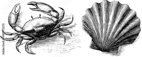 Vintage engraved collection of crab and scallop for nautical design and decor