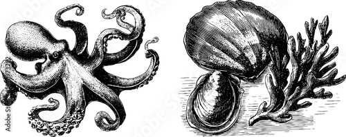 Vintage marine life art: octopus and wakame seaweed engraving illustration