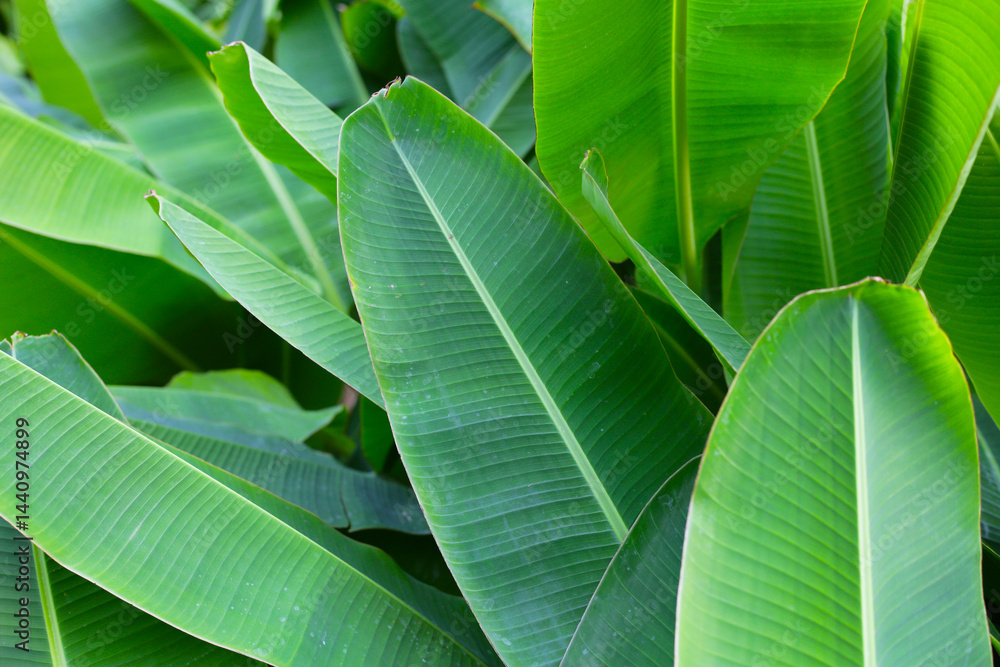 Obraz premium Green leaves of banana tree