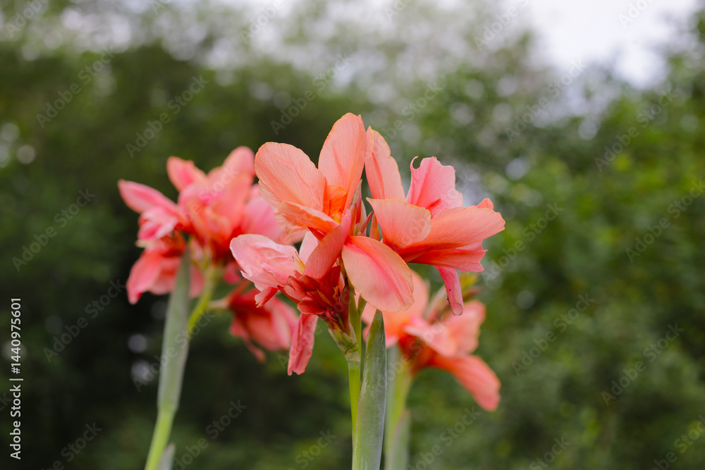 Fototapeta premium Canna flower in the garden