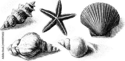 Engraved seashell and starfish collection for coastal decor and marine themes