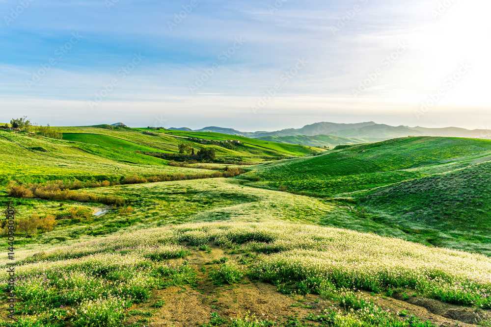 Obraz premium blooming spring valley meadow with bright yellow flowers among green grass hills and beautiful sunset sky on background. Rustic agricultural landscape.
