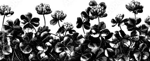 Engraved botanical illustration of a clover patch with detailed leaves and intricate foliage. Vintage, monochrome design
