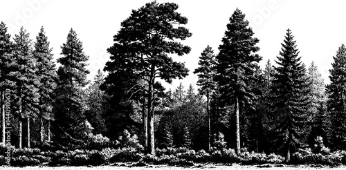 Engraved illustration of foggy forest border with dense trees