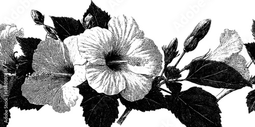 Engraved vintage illustration of a hibiscus flower with intricate, symmetrical border. Detailed black and white botanical design