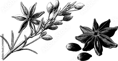 Engraved botanical illustration of anise plant and seeds