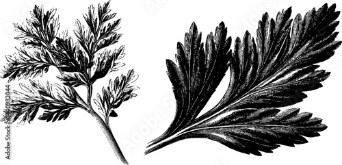 Engraved botanical illustration of artemisia leaves for herbal design and print