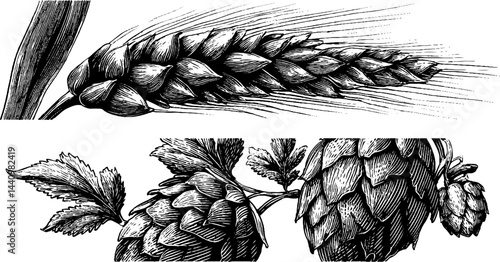 Vintage beer brewing elements with barley and hops engraved art for design