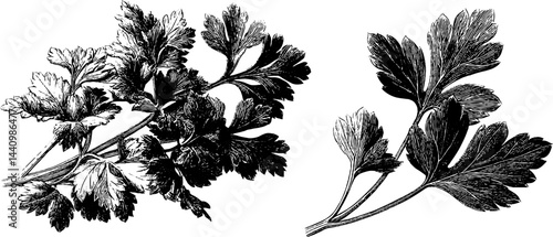 Detailed engraved illustration of parsley bunch and leaves for culinary design