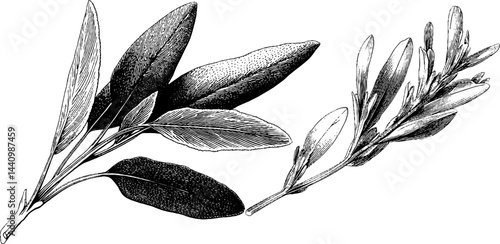 Engraved sage branch illustration set for botanical design and herbal projects