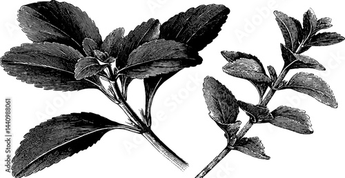 Engraved botanical illustration of stevia leaves for herbal design