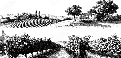 Engraved illustration of vineyard hills and rural landscape for art and design