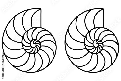 Two Line Art of Nautilus Shells with Transparent Background, Mollusk Seashell