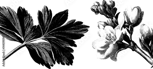 Detailed botanical illustration of woodruff sprig with leaves and blossoms