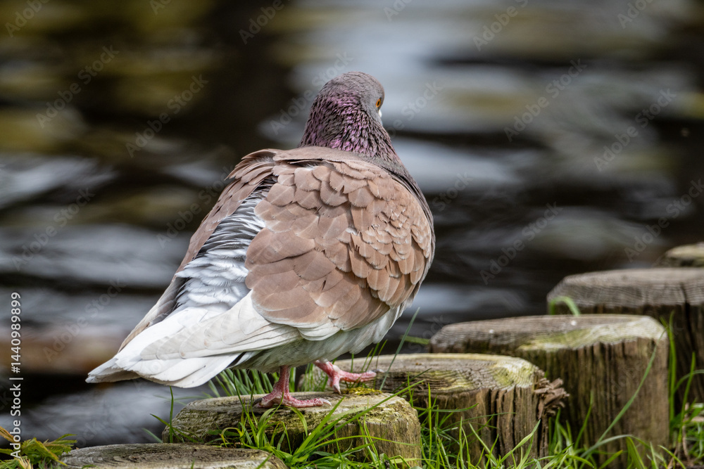Fototapeta premium duck in the water