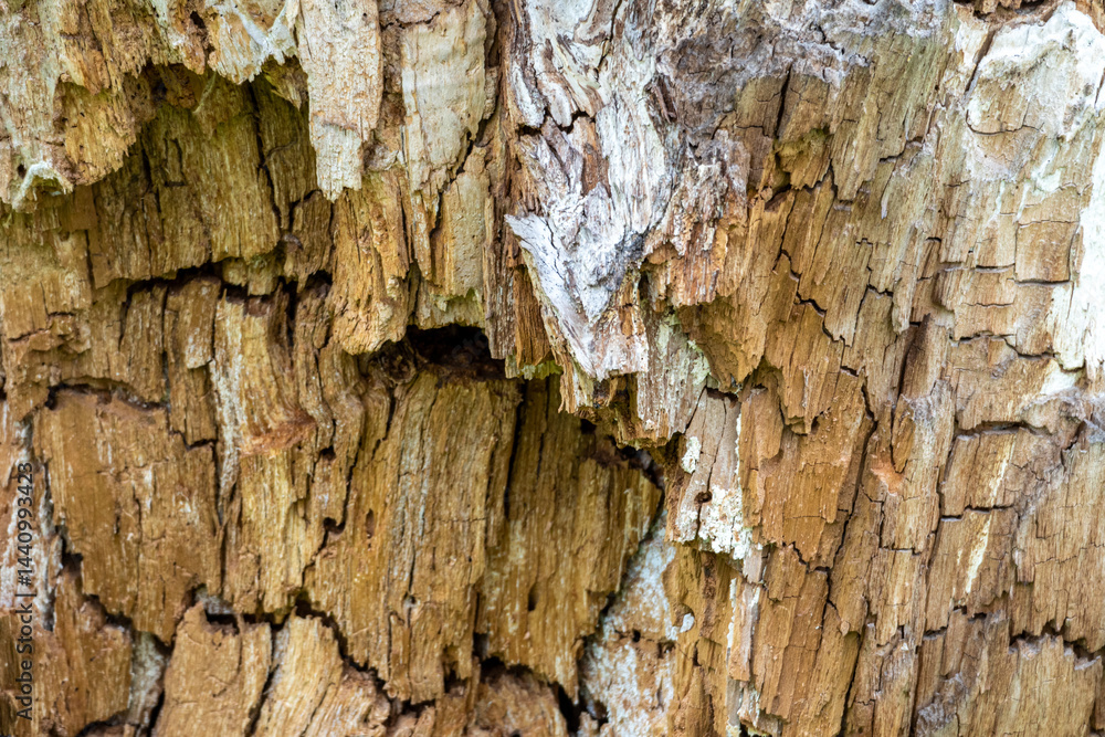 Obraz premium Detailed View of Weathered Decayed Wood Surface Showing Rough Texture and Natural Decay