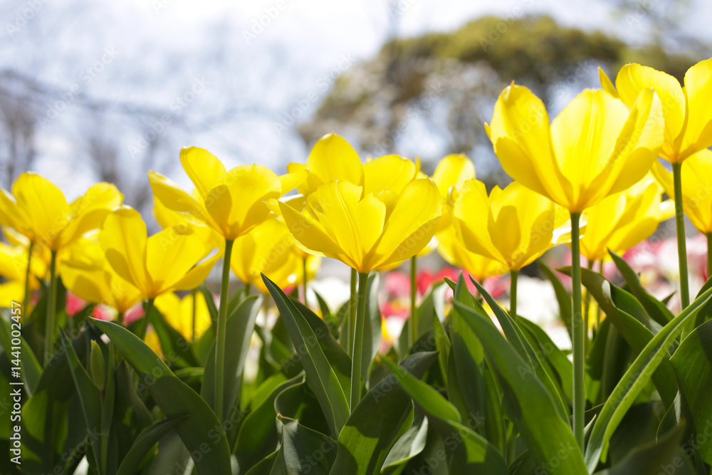Obraz premium Beautiful tulip flower garden. The Expo 70 Commemorative Park, Osaka, Japan