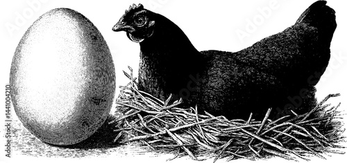 Vintage engraved illustration of hen nesting beside eggshell for farmhouse decor and design