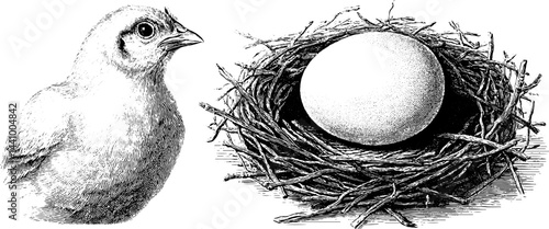 Vintage engraving of chick and nest with egg - nature and wildlife theme