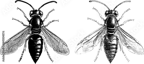 Intricate engraved illustration of blue wasp and metallic insect set