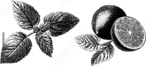 Engraved botanical illustration of mint leaves and citrus fruits for artistic design