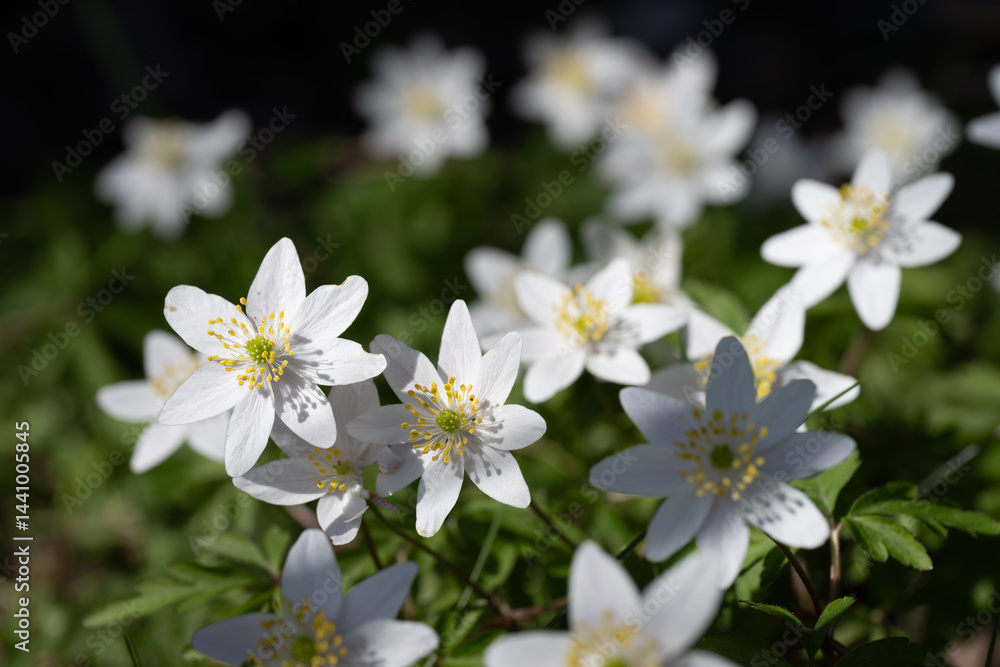 Anemonoides nemorosa in forest, Norway Anemonoides nemorosa in forest, Norway