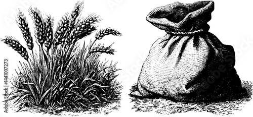 Engraved illustration of wheat plants and grain sack for vintage design