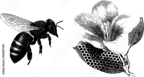 Intricate engraved illustration of bee with honeycomb and blossom design