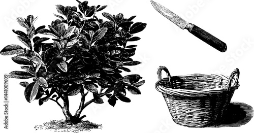 Engraved botanical illustration set featuring fig tree and pruning tools for garden design