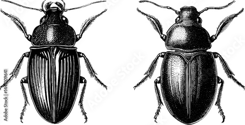Vintage engraved illustration of bombardier beetle set for natural history design