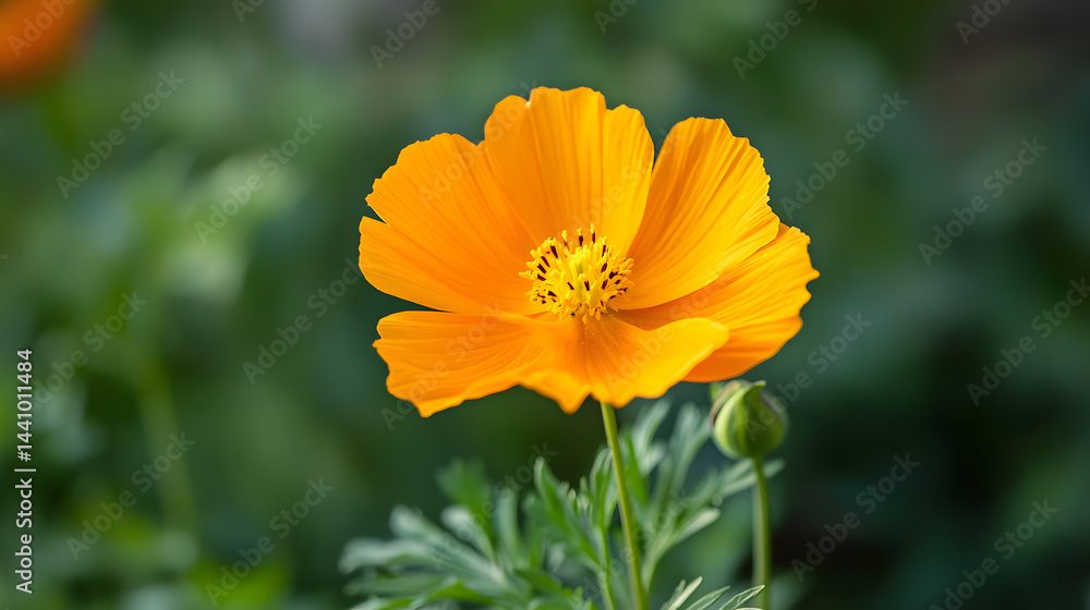 Golden Bloom in Focus: A vibrant orange flower, its petals unfurling gracefully, stands as a testament to nature's beauty, captured against a blurred backdrop of green. Golden Bloom in Focus: A vibrant orange flower, its petals unfurling gracefully, stands as a testament to nature's beauty, captured against a blurred backdrop of green.