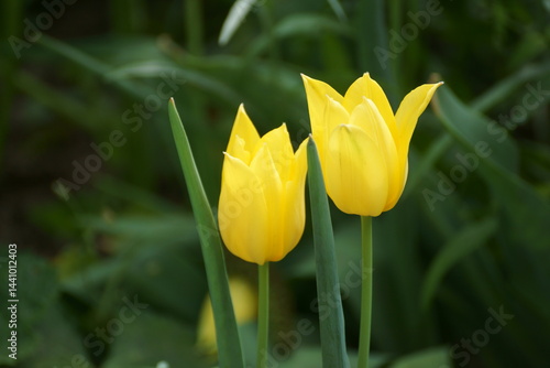 yellow tulip flower