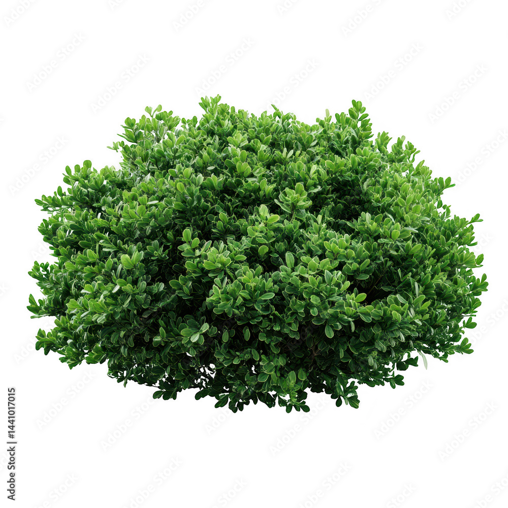 Green bush with leaves, isolated on transparent background Green bush with leaves, isolated on transparent background