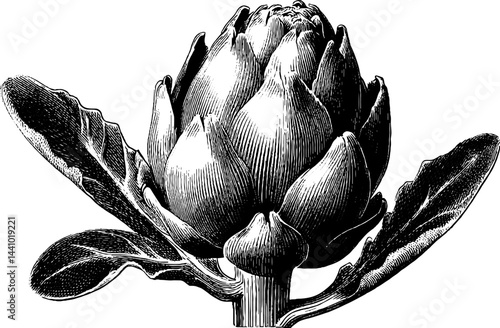 Engraved botanical artichoke bud illustration for design and print projects