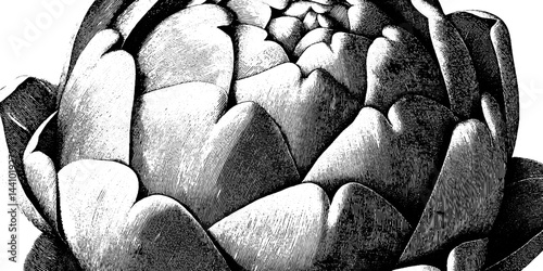Intricate engraved artichoke bud illustration in bold black design