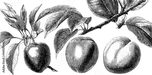 Engraved botanical illustration set featuring plum branch and peaches for design