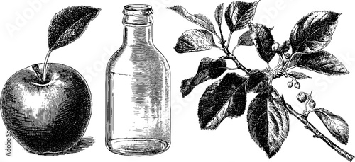 Engraved apple cider illustration with crate and botanic elements for vintage design