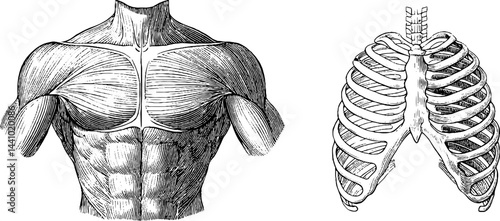 Anatomical engravings of muscular torso and ribcage for educational and artistic uses