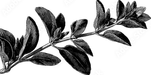 Engraved botanical illustration of wild oregano sprig for nature-themed designs