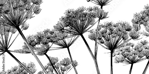 Intricate engraved illustration of cow parsley flowers in monochrome