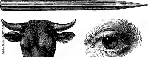 Mystical engraved illustrations with divination wand, bull, and eye for esoteric design