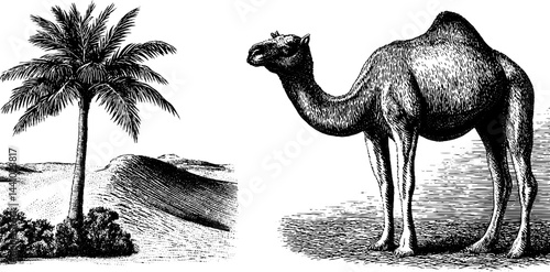 Desert oasis scene with engraved camel and palm tree illustration for art and design