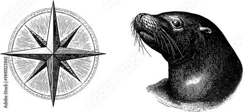 Vintage nautical star and sea lion engraving for maritime design and decoration